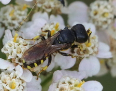 Ectemnius
