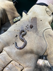 Lumbricus terrestris