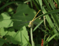 Onychogomphus forcipatus