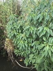 Amaranthus australis