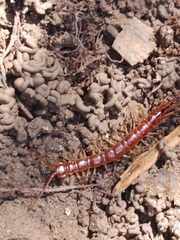 Lithobius forficatus