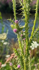 Carduus tenuiflorus