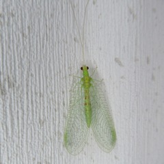 Chrysopa quadripunctata