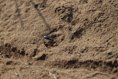 Dasymutilla bioculata