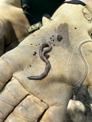 Lumbricus terrestris