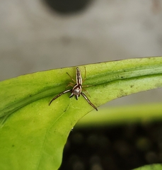 Hentzia grenada