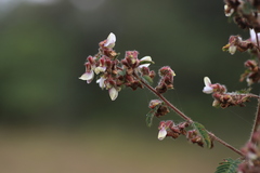 Kotschya aeschynomenoides