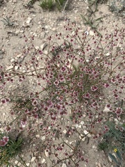 Eriogonum microtheca