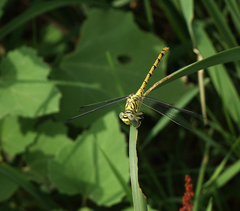 Onychogomphus forcipatus