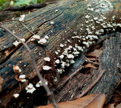 Panellus luxfilamentus