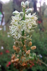 Albuca