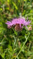 Centaurea jacea