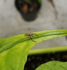 Hentzia grenada