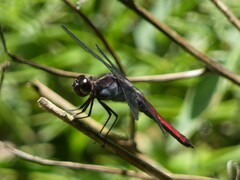 Libellula herculea