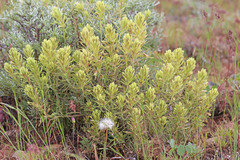 Castilleja thompsonii