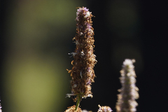 Agastache urticifolia