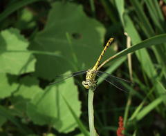 Onychogomphus forcipatus