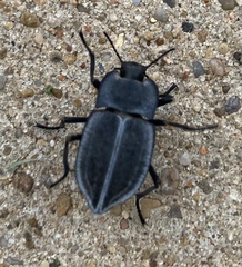 Stenomorpha opaca