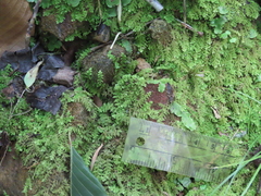 Trichocolea tomentella