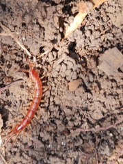 Lithobius forficatus