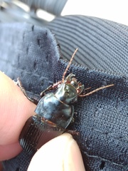 Harpalus caliginosus