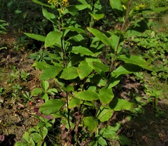 Solidago macrophylla