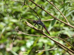 Libellula herculea