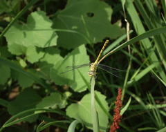 Onychogomphus forcipatus