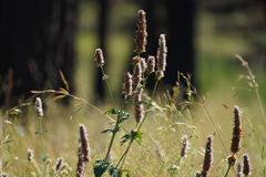 Agastache urticifolia