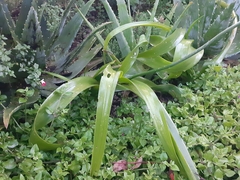 Albuca