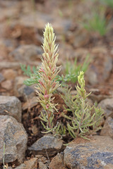 Castilleja thompsonii