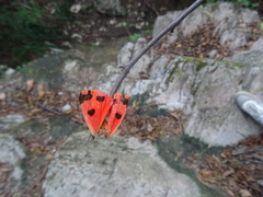 Euplagia quadripunctaria