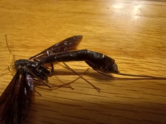 Megarhyssa atrata