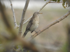 Turdus amaurochalinus