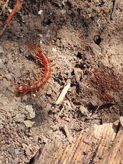 Lithobius forficatus