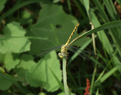 Onychogomphus forcipatus