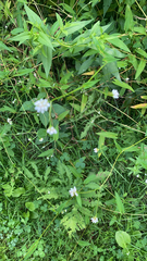 Persicaria sagittata