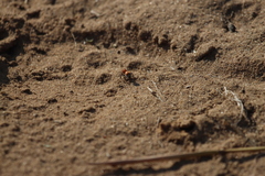 Dasymutilla bioculata