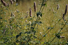 Agastache urticifolia
