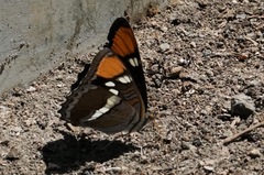 Adelpha californica
