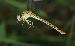 Onychogomphus forcipatus