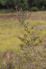 Kotschya aeschynomenoides