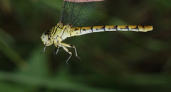 Onychogomphus forcipatus