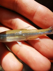Notropis rubellus