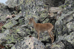 Capra pyrenaica