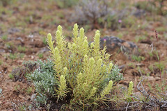 Castilleja thompsonii