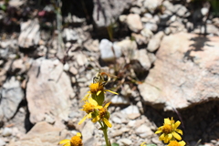 Bombus sylvicola