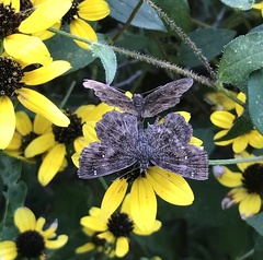 Staphylus hayhurstii