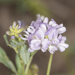 Medicago sativa