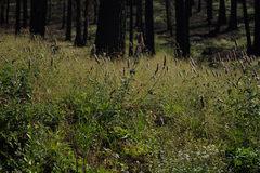 Agastache urticifolia